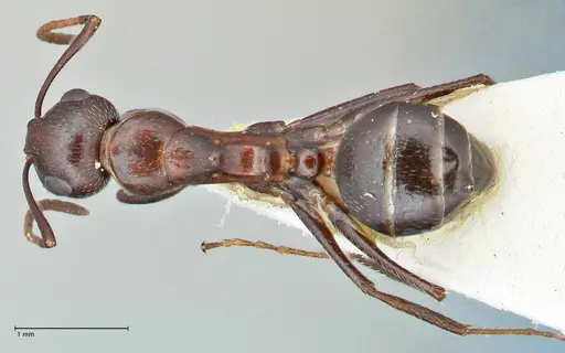 Camponotus callmorphus specimen