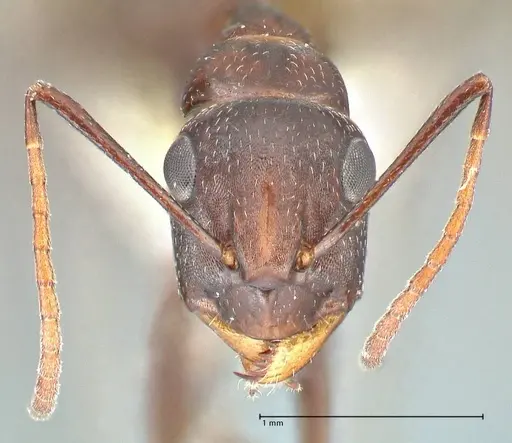 Camponotus callmorphus specimen
