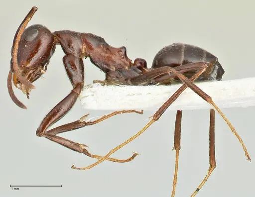Camponotus callmorphus specimen