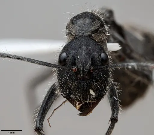 Camponotus camelinus specimen