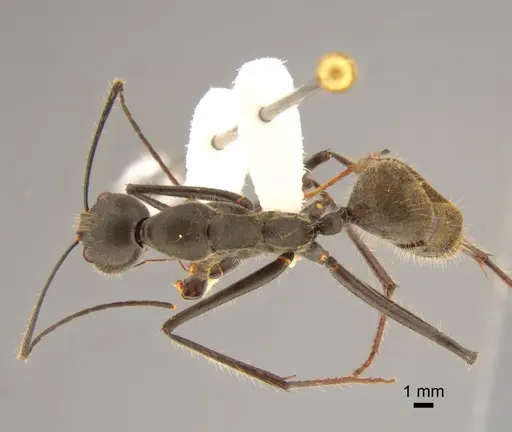 Camponotus camelinus - CASENT0882206