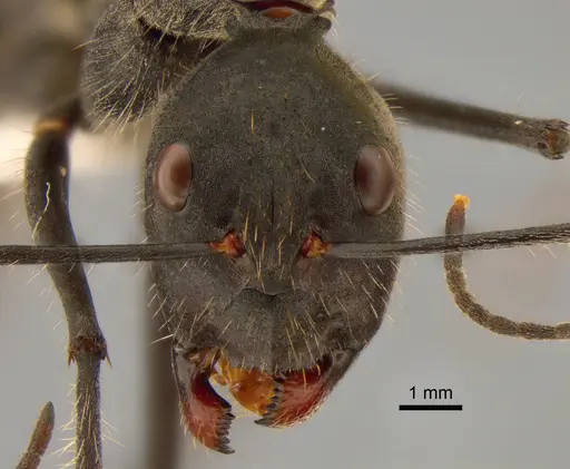 Camponotus camelinus - CASENT0882206