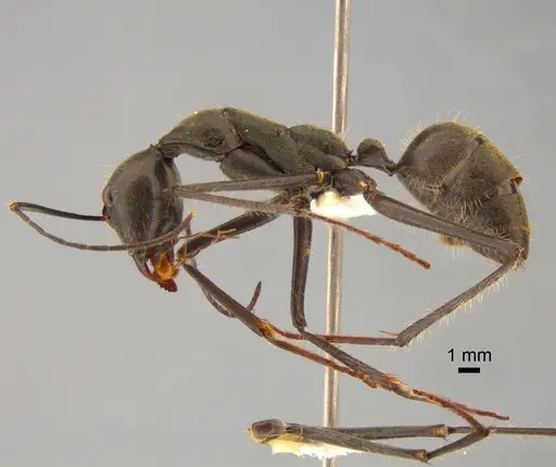 Camponotus camelinus - CASENT0882206