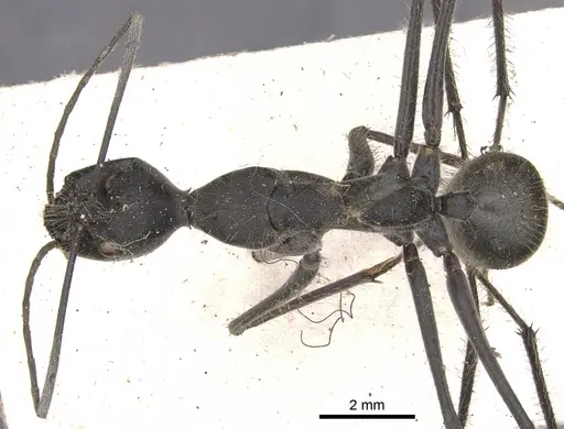 Camponotus camelinus - CASENT0901905