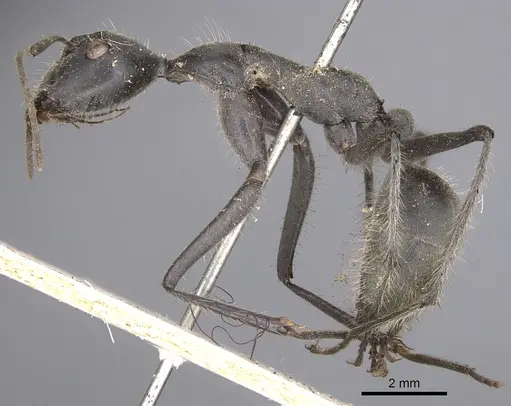 Camponotus camelinus - CASENT0901905