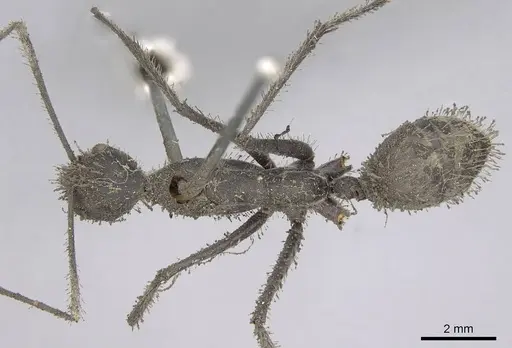 Camponotus camelinus - CASENT0906945