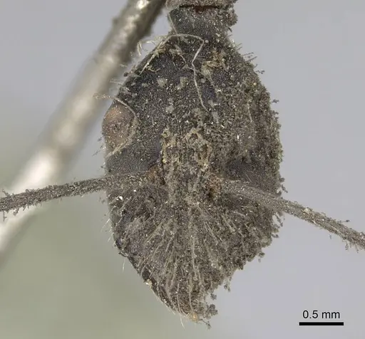 Camponotus camelinus - CASENT0906945