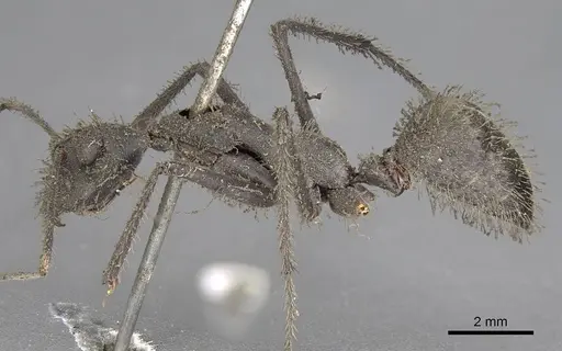 Camponotus camelinus - CASENT0906945