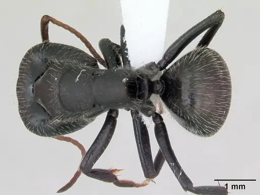 Camponotus cameranoi specimen
