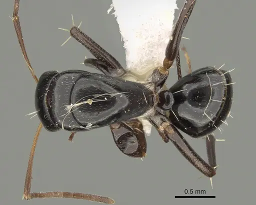 Camponotus cameratus specimen