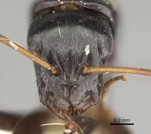 Camponotus cameratus specimen