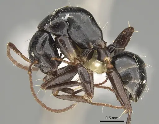 Camponotus cameratus specimen