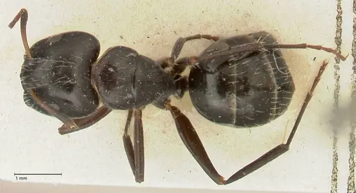 Camponotus cameratus - FOCOL2326