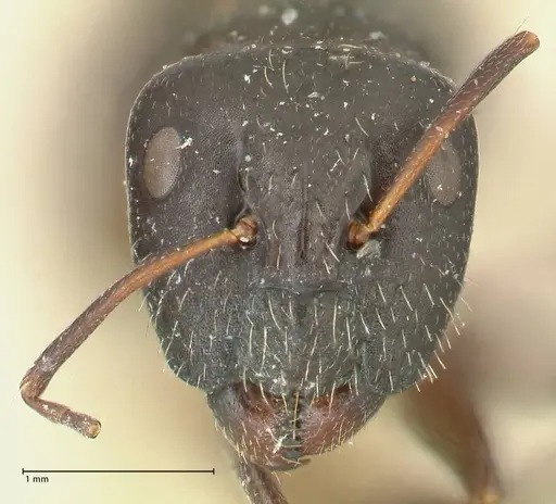 Camponotus cameratus - FOCOL2326