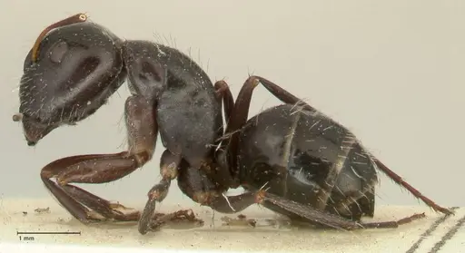 Camponotus cameratus - FOCOL2326