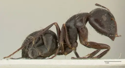Camponotus cameratus - FOCOL2326
