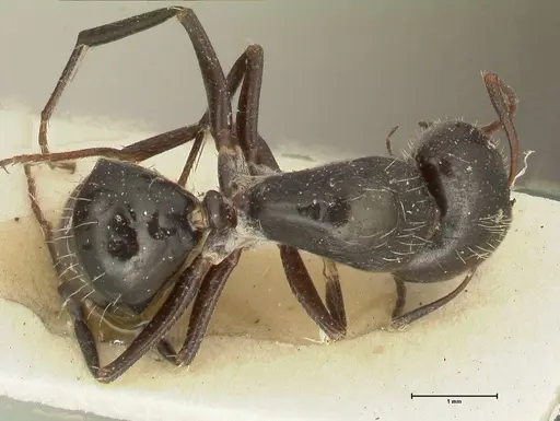 Camponotus cameratus - FOCOL2327