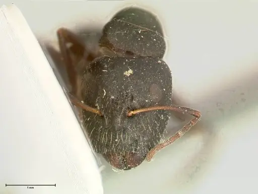 Camponotus cameratus - FOCOL2327