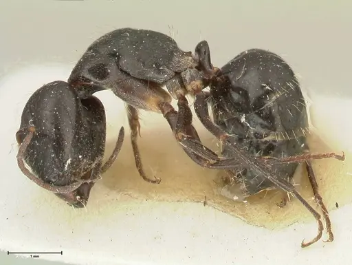 Camponotus cameratus - FOCOL2327