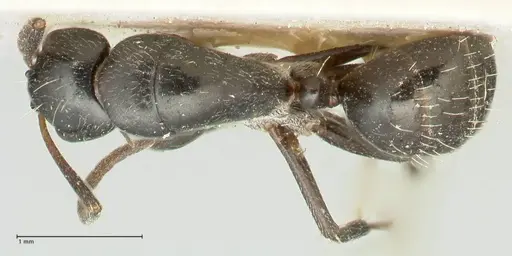 Camponotus cameratus - FOCOL2328