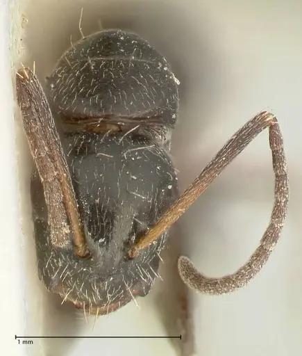 Camponotus cameratus - FOCOL2328