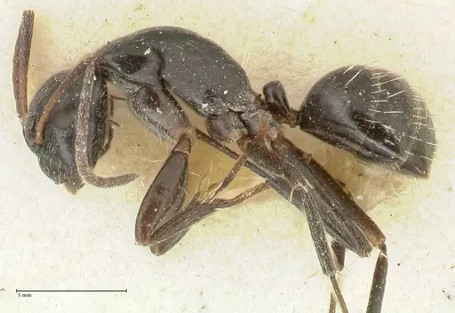 Camponotus cameratus - FOCOL2328
