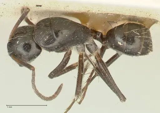 Camponotus cameratus - FOCOL2329