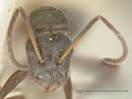 Camponotus cameratus - FOCOL2329