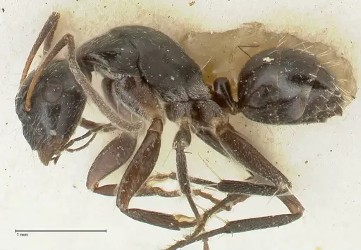 Camponotus cameratus - FOCOL2329