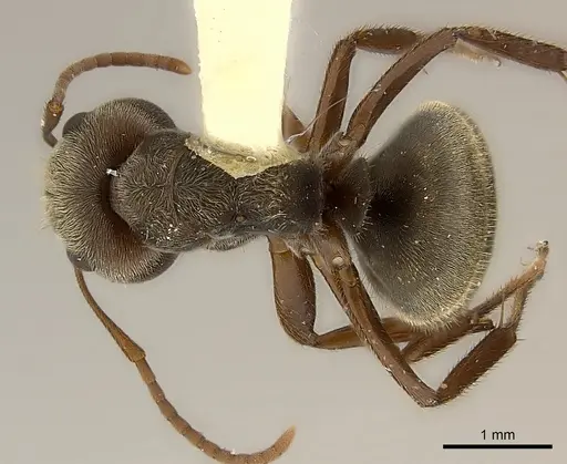 Camponotus cameroni specimen