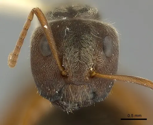 Camponotus cameroni specimen