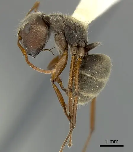 Camponotus cameroni specimen