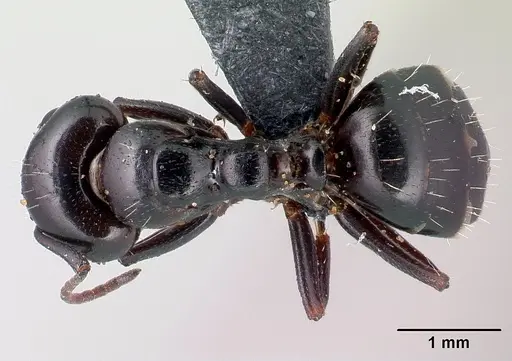Camponotus candiotes specimen