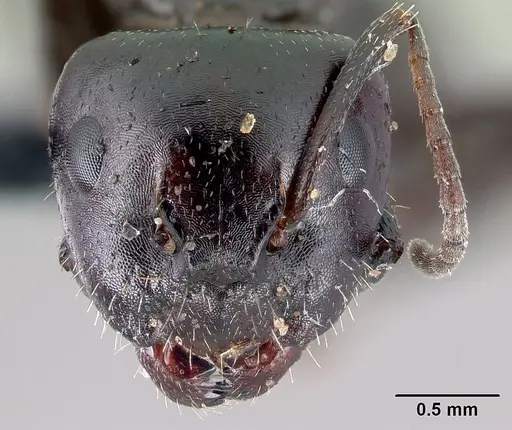 Camponotus candiotes specimen
