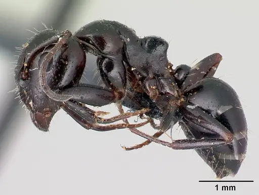 Camponotus candiotes specimen