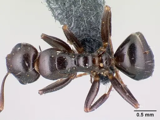 Camponotus candiotes - CASENT0179877