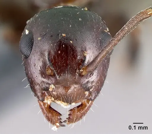 Camponotus candiotes - CASENT0179877