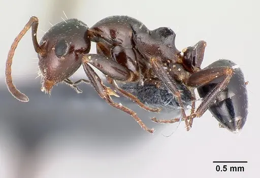 Camponotus candiotes - CASENT0179877