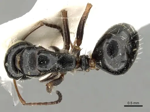 Camponotus candiotes - CASENT0280610