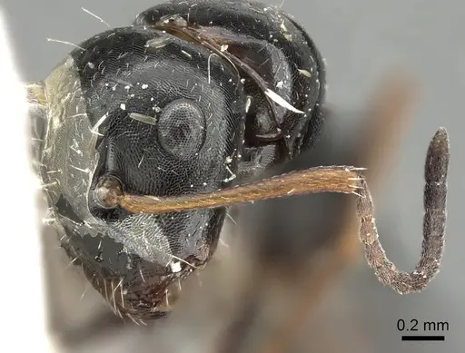 Camponotus candiotes - CASENT0280610
