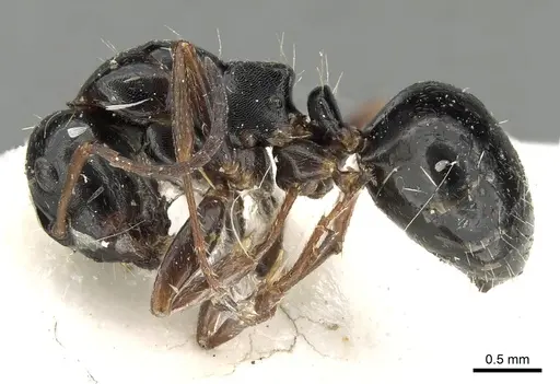 Camponotus candiotes - CASENT0280610