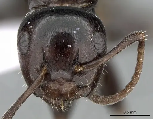 Camponotus candiotes - CASENT0281578