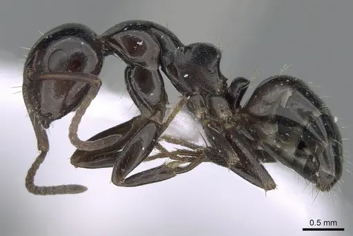 Camponotus candiotes - CASENT0281578