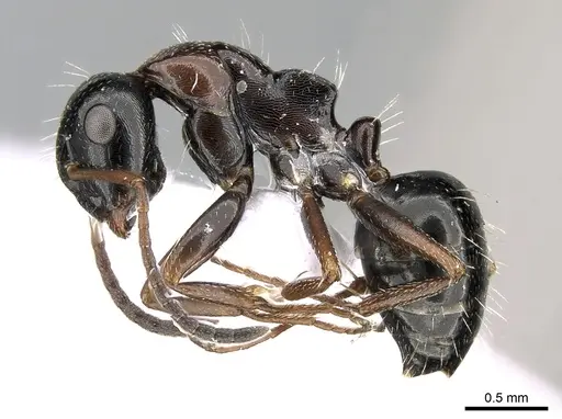 Camponotus candiotes - CASENT0281579