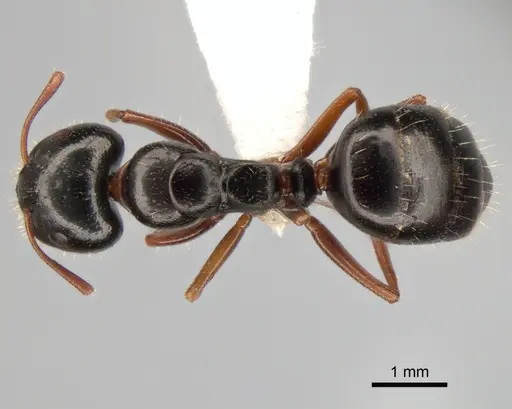 Camponotus candiotes - CASENT0882038