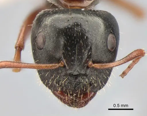 Camponotus candiotes - CASENT0882038