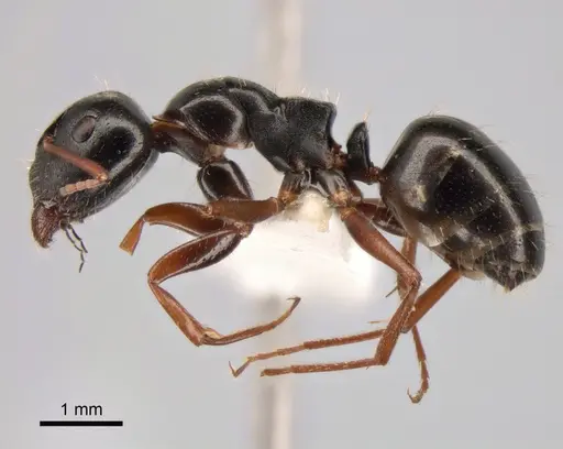 Camponotus candiotes - CASENT0882038