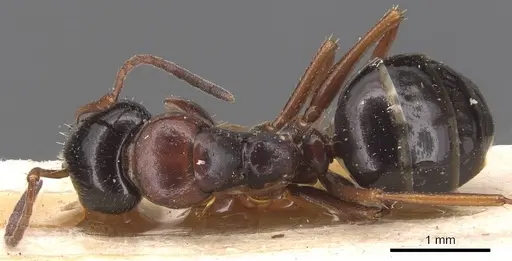 Camponotus candiotes - CASENT0905389