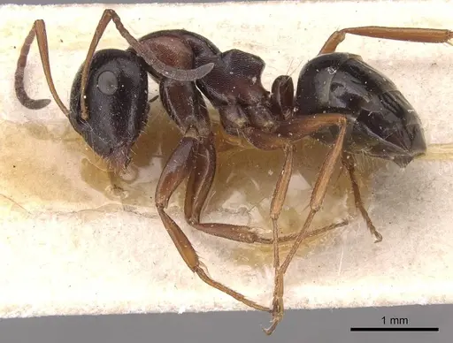 Camponotus candiotes - CASENT0905389
