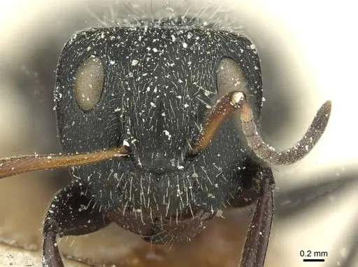 Camponotus canescens specimen